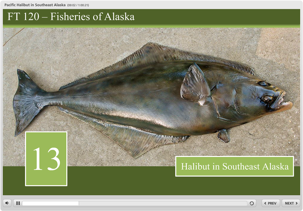 halibut in southeast