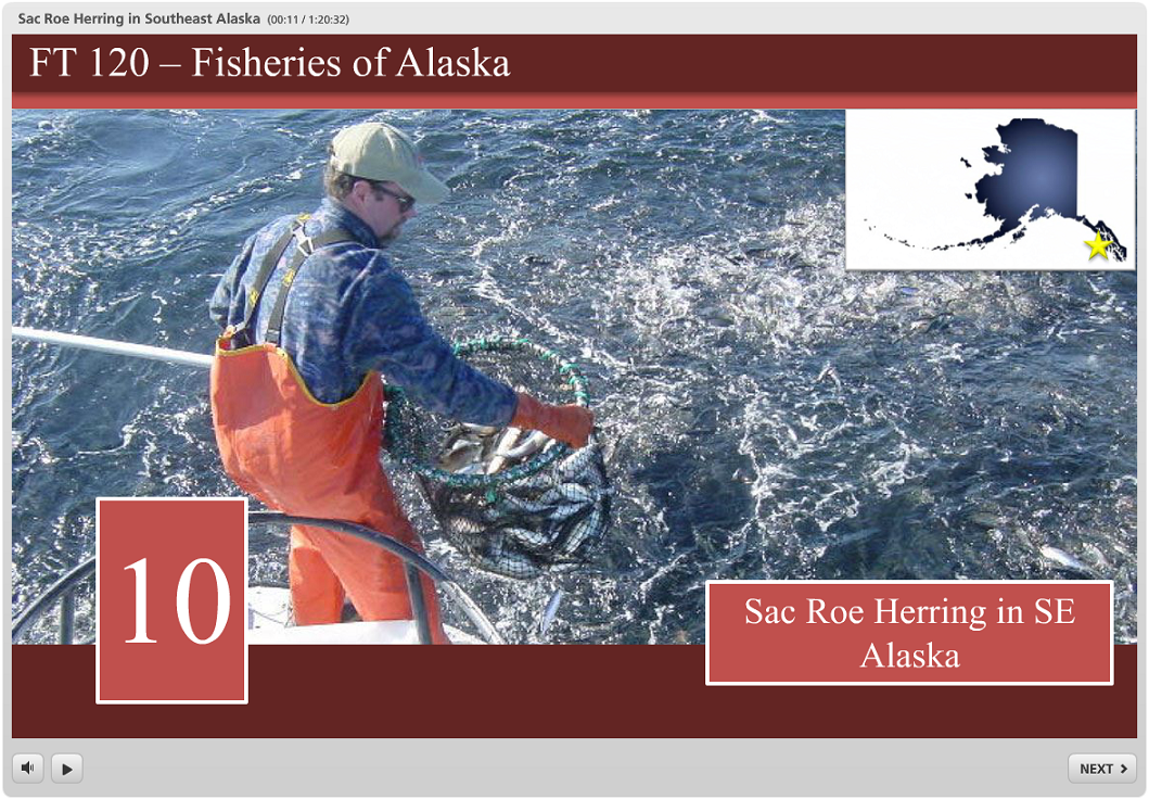 sac roe herring in SE Alaska