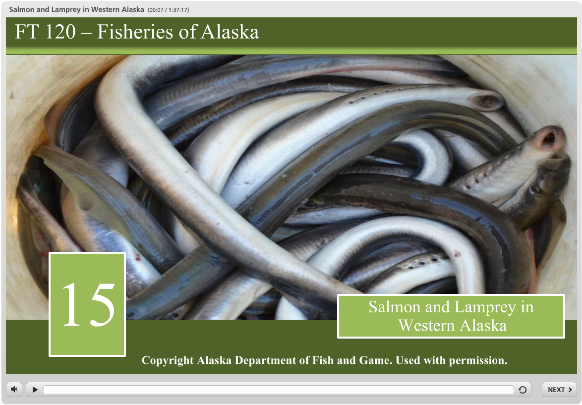 salmon and lamprey in western alaska